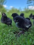 Продавам  пилета , снимка 2