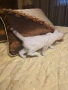Бенгалски котета, снимка 7