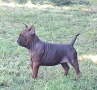 Chongqing Dog китайски булдог , снимка 1