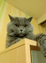 Британски котета, снимка 7