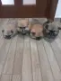 ПОМЕРАНЧЕТА СЛАДУРЧЕТА, снимка 1