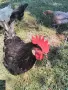 Петли Петел Черен Легхорн Leghorn, снимка 4