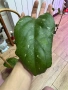 Hoya Хоя Elephant , снимка 4