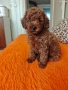 Пуделчета 💙💙🥰🥰🐩, снимка 3
