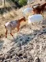продавам пет бройки млади кози , снимка 2