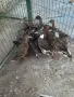 полудиви патици, снимка 1
