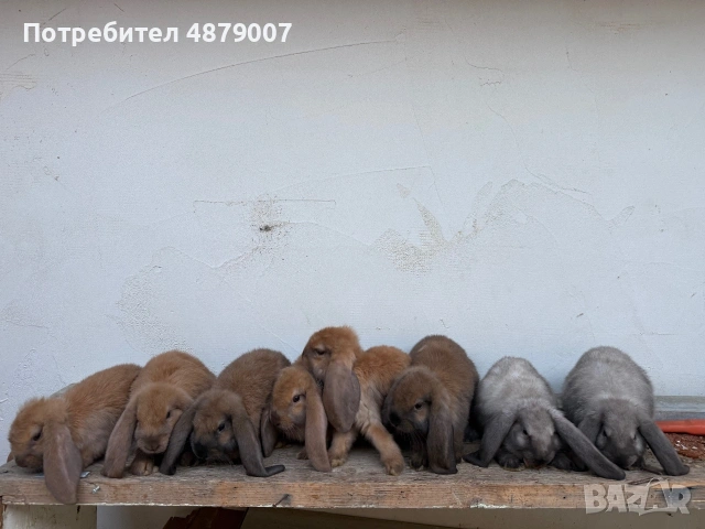 Кочовати Зайци ., снимка 2 - Други животни - 55194395