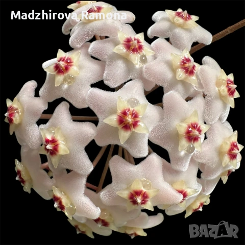 Хоя. Hoya carnosa nova ghost 
