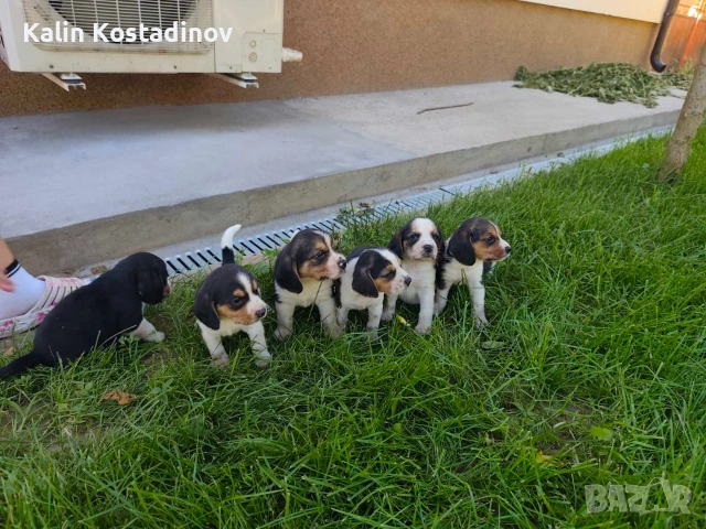 Продава кученца "Бигъл"., снимка 2 - Бигъл - 54968875