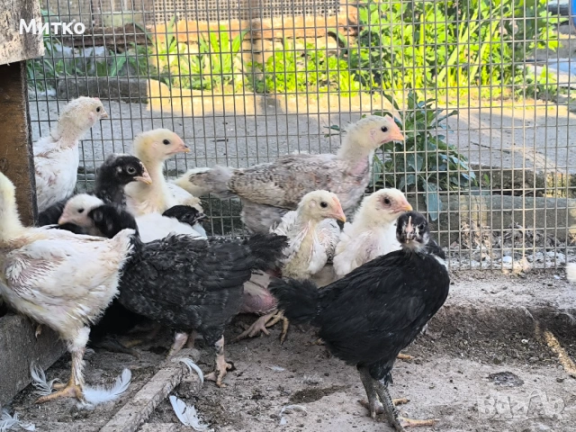 Едномесечни пилета , снимка 2 - Кокошки и пуйки - 54349556