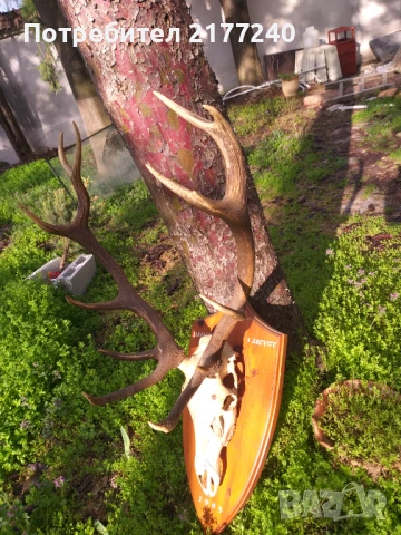Рога от Елен със стойка, снимка 9 - Декорация за дома - 54117967