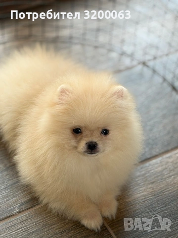 Померан мини мъжко , снимка 9 - Померан - 53726000