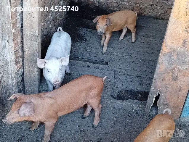 Прасета шест броя