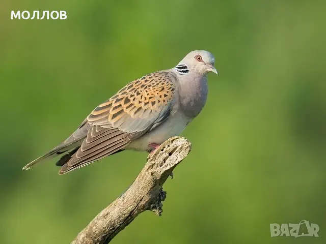 Кърска гургулици и Сенегалска 