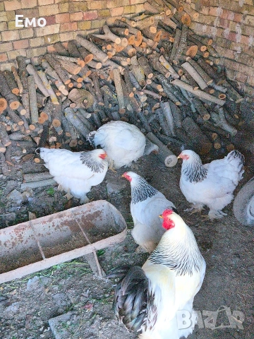 продавам бяла колумбийска брама, снимка 2 - други­ - 54898621