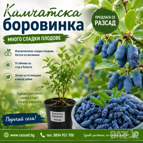 Камчатска боровинка - разсад