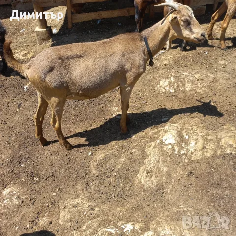 Три кози и 4 ярета, снимка 2 - Кози - 55420932