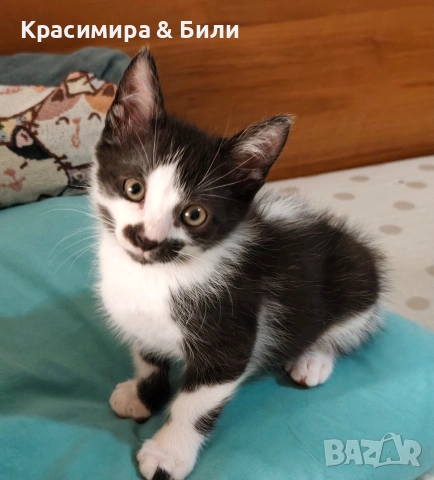 Малки котенца търсят дом, снимка 13 - Други - 54719885