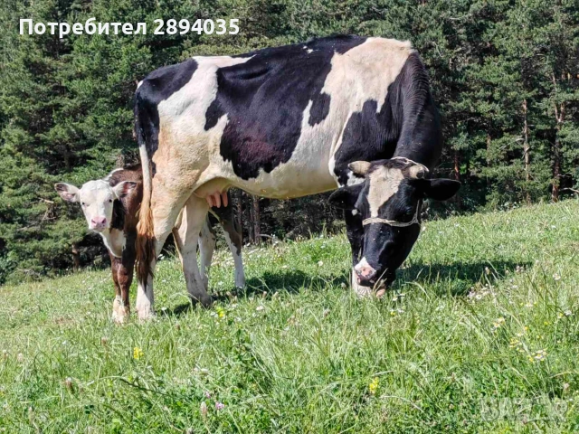 заплодени юнички , снимка 5 - Крави - 54847173
