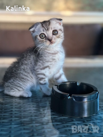 Мъжко шотландско клепоухо сребърно котенце , снимка 10 - Други - 55096948