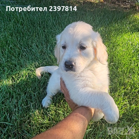 Голдън ретривър МЪЖКО , снимка 4 - Голдън ретривър - 55008971