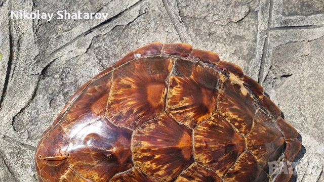 костенурка. трофей., снимка 6 - Декорация за дома - 54328941