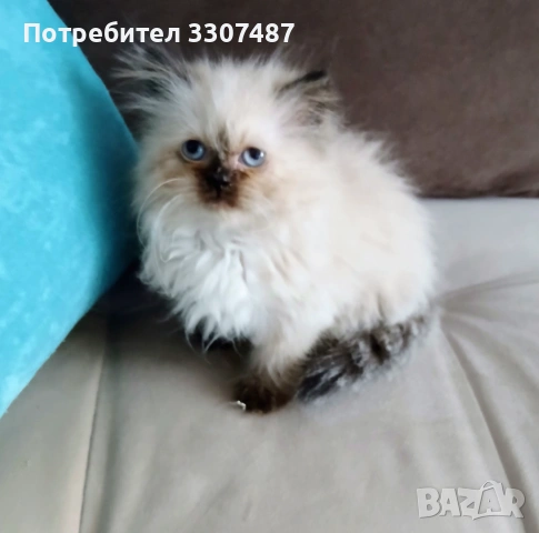 Коте Регдол