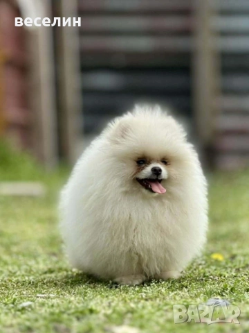 Продавам померан, снимка 5 - Померан - 54021833