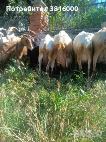 Продавам 70 бр. Дойни кози, снимка 2 - Кози - 55048299