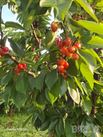 Продавам Череши, снимка 7 - Домашни продукти - 54766494