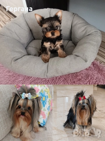 Мини йоркширски териер-момиче