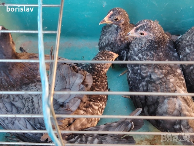 Продавам ярки шабо, снимка 7 - други­ - 55156699