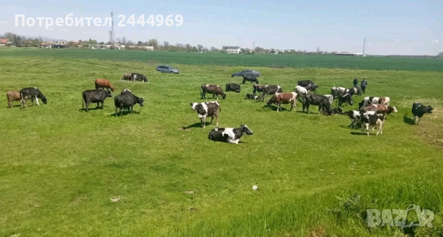 Продавам крави , снимка 3 - Крави - 54483992