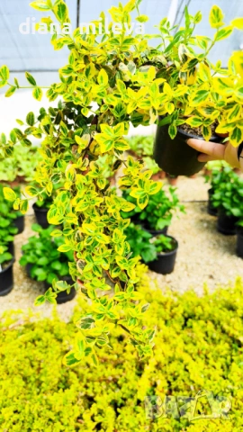 Евонимус Емералд Голд, Euonymus Emerald and Gold!!!, снимка 11 - Градински цветя и растения - 54317303