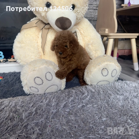 пудел пуделче момиче , снимка 6 - Пудели - 55195479