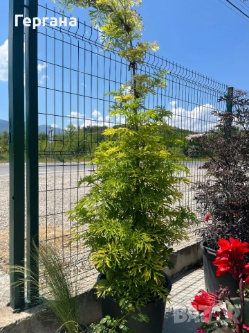 Sambucus “Golden Tower” , снимка 3 - Градински цветя и растения - 54877579