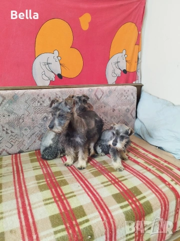 Мини шнауцер , снимка 2 - Други - 54053419