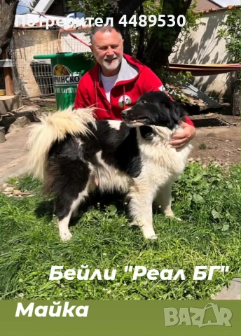 Сертифициран развъдник продава българско овчарско куче / каракачанка, снимка 6 - Каракачанска овчарка - 52176377