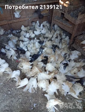 Продавам дракони,мардини и фенерлии.