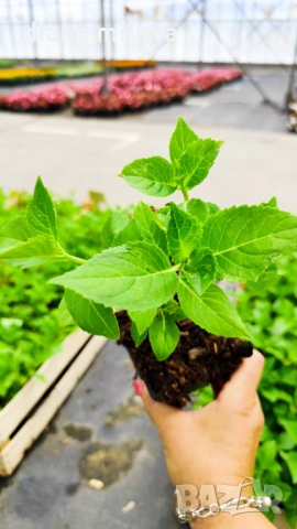 Хортензия Сибила, Hydrangea macrophylla Sibilla за сянка!!, снимка 9 - Градински цветя и растения - 54722792