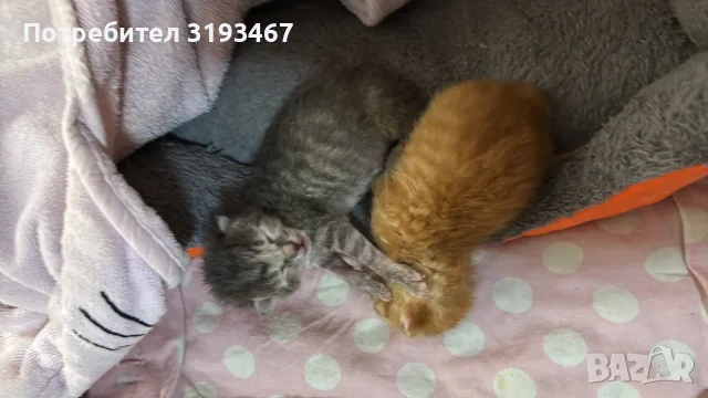 Подарявам котета, снимка 3 - Други - 55297115