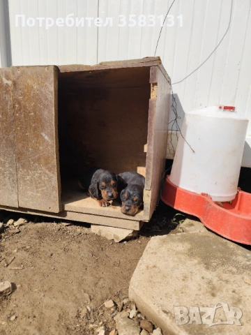         Български гончета.        Кученцата са родени на 6ти Март 