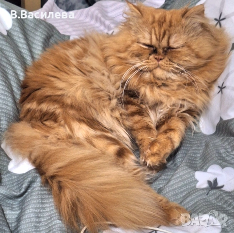 Персийски котарак , снимка 5 - Персийска - 54767766