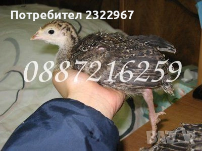 пуйки мисирки 