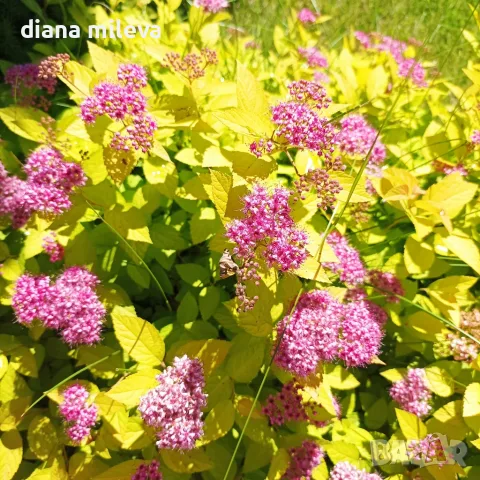 Японска спирея Голден принцес, Spiraea japonica Golden princess, снимка 5 - Градински цветя и растения - 55417808