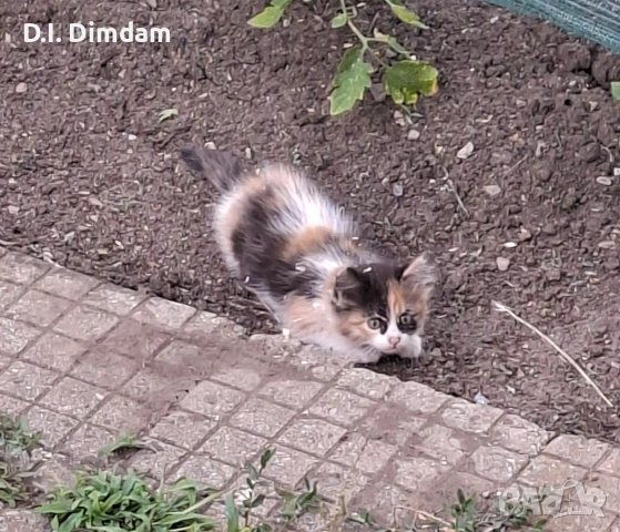 Подарявам котета, снимка 4 - Други - 54856697