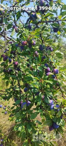 🍑 ПРОДАВАМ БИО СИНИ СЛИВИ – РАЙОН СЕВЛИЕВО, снимка 4 - Домашни продукти - 55619315