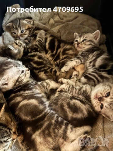 Шотландски котенца, снимка 2 - Британска късокосместа - 54832734