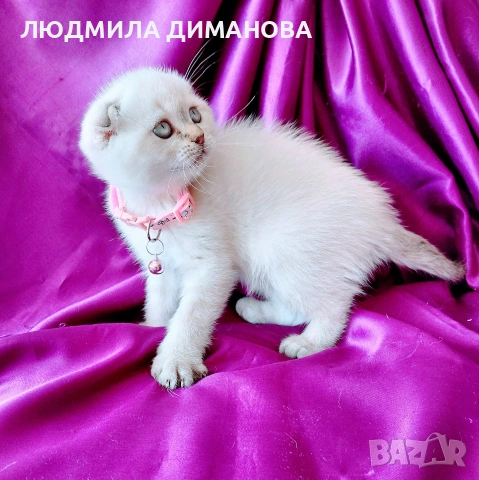 Скоттиш Фолд със сини очи , снимка 2 - Британска късокосместа - 54576395