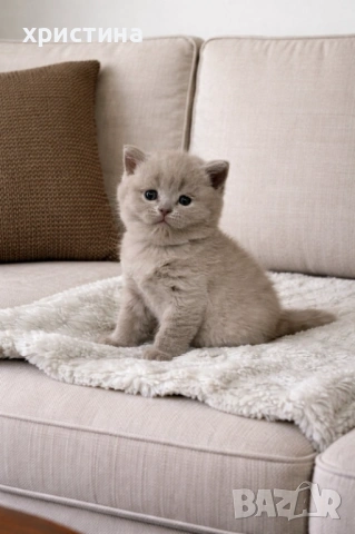 Британски късокосмести котета 